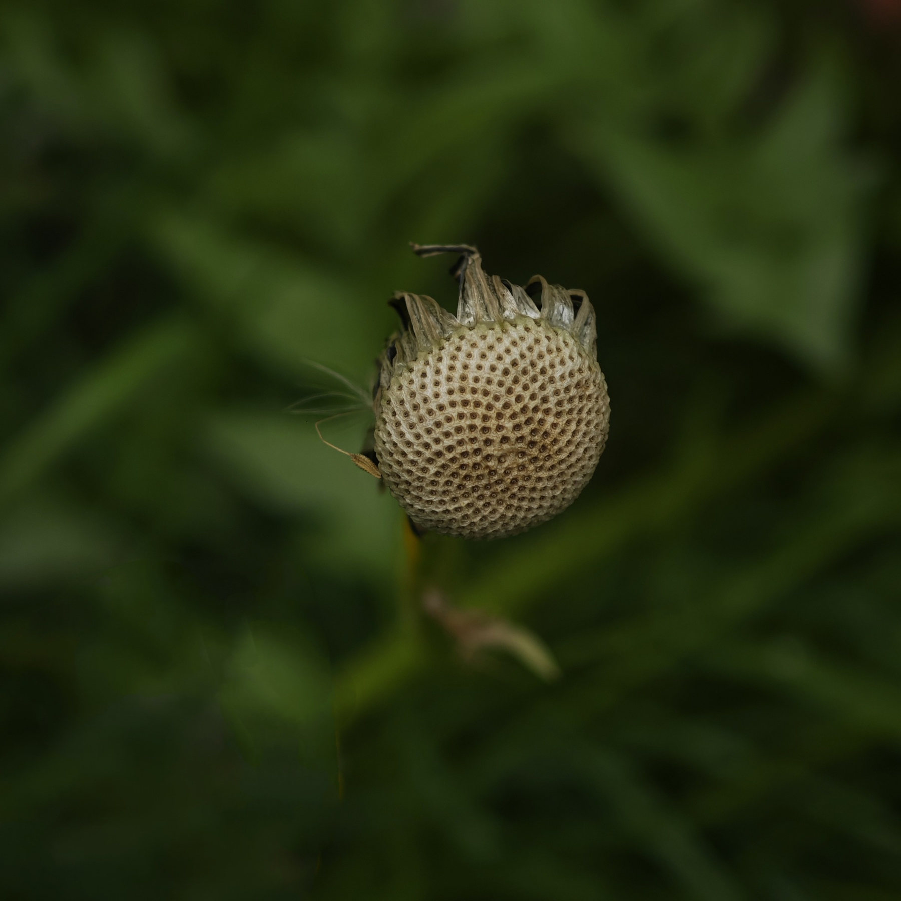 Physis
